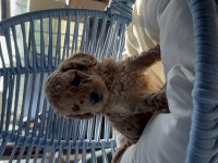 A kalite toy poodle bebekleri