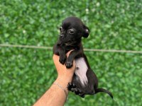 Tüylü ve Tüysüz Tuvalet Eğitimli Chihuahualar
