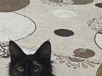 Koca maine coon bebekler