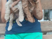 RENK RENK MİNYATÜR POODLE YAVRULAR