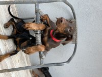 3.5 Aylık Son 4 Dişi Doberman