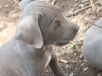 Cane corso blue bebekler