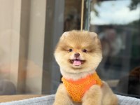 Sağlık Ve Irk Garantili Pomeranian