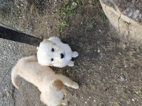 Golden retriever yavruları