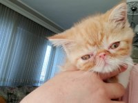 Exotic Shorthair Burun, Şov Kalite