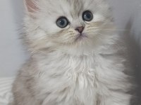 Dişi british longhair silver point yavru