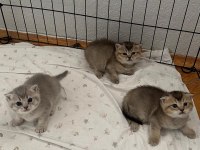 Sağlıklı kaliteli british shorthair yavrular
