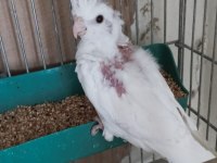 Yavru Albino Sultan Papağanımız