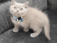British Shorthair Scottish Fold ücretli sahiplendirme