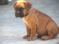 FCI-KIF SECERELİ SAFKAN CANE CORSO YAVRULAR