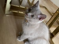 Lilac British Shorthair