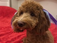 Toy poodle köpeğimiz