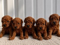 Ruhsatlı Poodle Evinden Erkek Dişi Poodle Bebeklerim