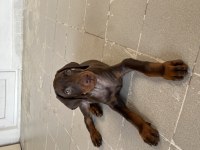 Kızıl yavru doberman