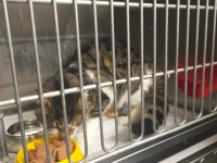 DEPREMZEDE ENGELLİ KAHRAMAN KEDİ