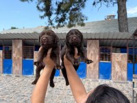 Labrador safkan bebışler