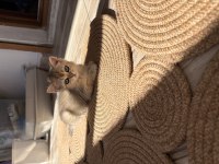 Safkan dişi yavru british shorthair