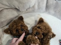 2 aylık Toy Poodle yavrular