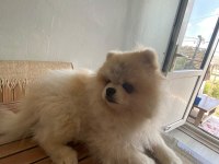 Pomeranian boo dişi ayı surat