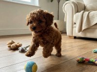 Toy Poodle İçin Ulaşınız