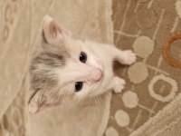 2 Haftalık Karma British Longhair