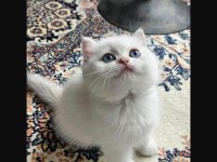 British Shorthair Prens Yavrumuz