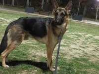 Şecereli alman kurdu köpeğimi sahiplendiriyorum