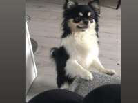 Elma kafa ve küt burun teacup chihuahua yavru
