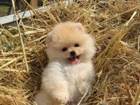 Gülen Yüz Ayı Surat Pomeranian Boo