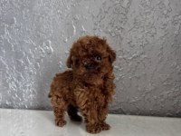 Teacup Kore Toy Poodle Bebekler