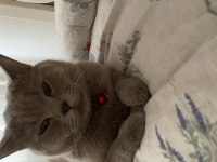 Oğlum a yuva arıyoruz british shorthair