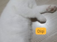 Scottish fold 3 aylık kedimiz