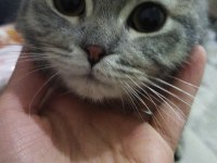 Scottish Fold