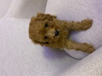 Toy poodle erkek yavru