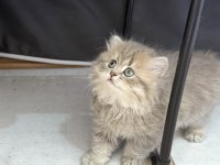 Dünya tatlısı british longhair yavrular