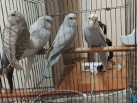 Sağlıklı Muhabbet Kuşları İster Toplu İster Tek Tek