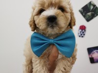 Maltipoo Adrese Teslim, Kapıda Ödeme Yapabilirsiniz