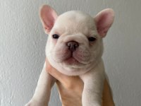 A KALİTE FRENCH BULLDOG YAVRULAR İÇİN İLETİŞİME GEÇİN