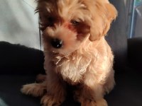 Maltipoo 3 aylık erkek