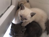 KOCA KAFA BRİTİSH YAVRU KEDİLER