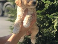 POODLE AYARINDA HARİKA MALTİPOO YAVRULARI
