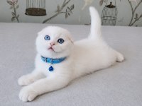 Beyaz Mavi Gözlü Scottish Fold Bebekler