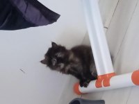 Son 1 yavru persian