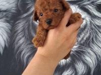Toy Poodle Yavruları