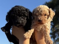 Siyah toy poodle bebekler ruhsatlı çiftlik 