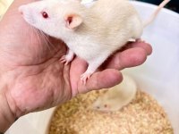 Rat hamster