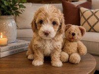 MALTİPOO MİNİK KÖPEKLER