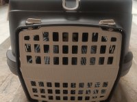 British Shorthair 6 Aylık