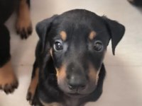 Kaliteli Doberman Yavruları