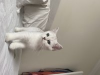 SLİVER YAVRU KEDİMİZ